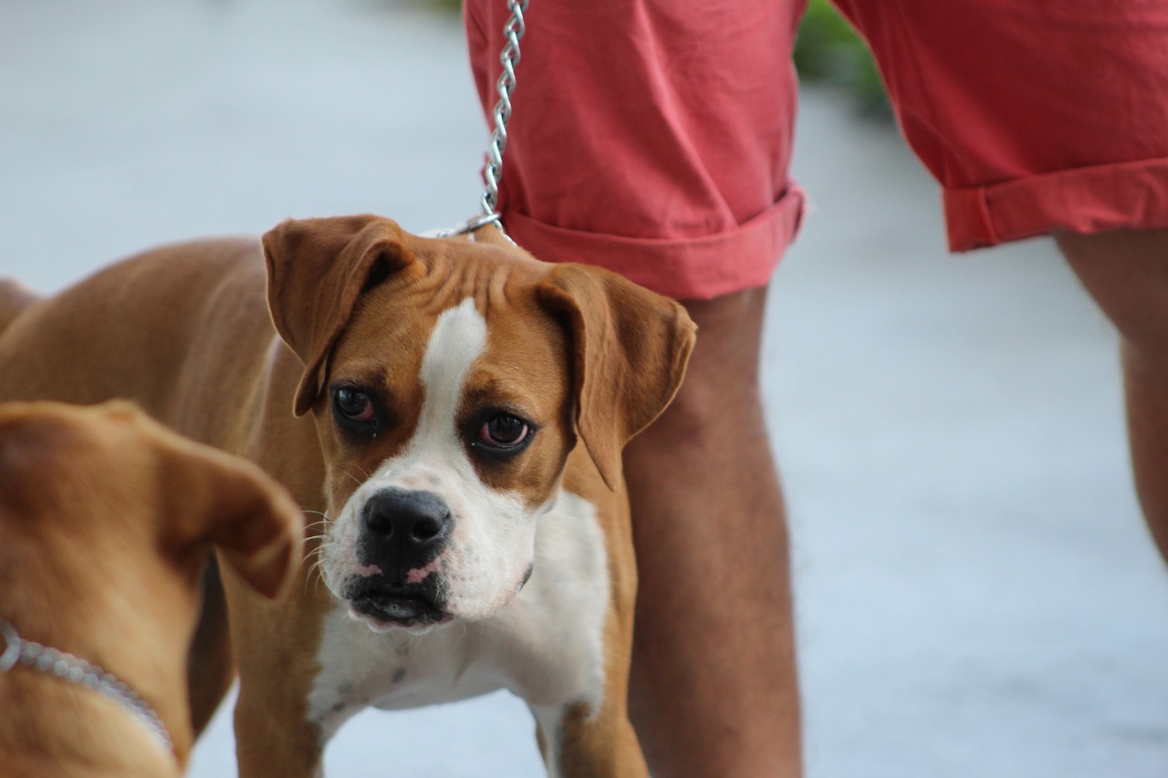 How to Teach Your Dog to Carry Items